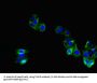 Tenomodulin (TNMD) Antibody