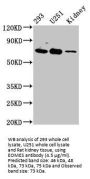 Eomesodermin (EOMES) Antibody