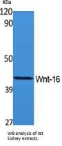 Protein Wnt-16 (WNT16) Antibody