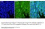 Urocortin 3 (UCN3) Antibody