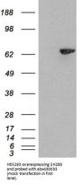 SH2B Adapter Protein 3 (SH2B3) Antibody