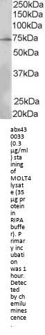 SH2B Adapter Protein 3 (SH2B3) Antibody