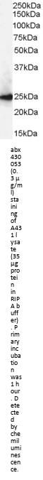 Chromobox Protein Homolog 1 (CBX1) Antibody
