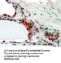 COP9 Signalosome Subunit 2 (COPS2) Antibody