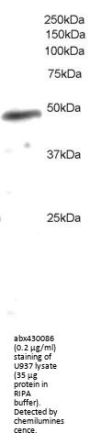 Neutrophil Cytosolic Factor 1 (NCF1) Antibody