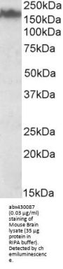 Neurofilament Medium Polypeptide (NEFM) Antibody