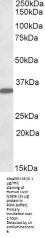 Fibrinogen Like Protein 1 (FGL1) Antibody