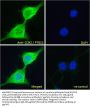 Prostaglandin G/H Synthase 2 / COX-2 (PTGS2) Antibody