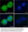 Prostaglandin G/H Synthase 2 / COX-2 (PTGS2) Antibody