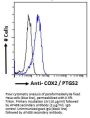 Prostaglandin G/H Synthase 2 / COX-2 (PTGS2) Antibody