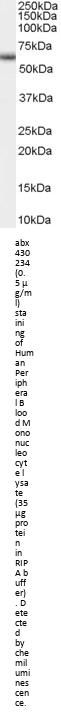 GRHR Antibody