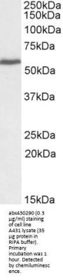 RP11 Antibody