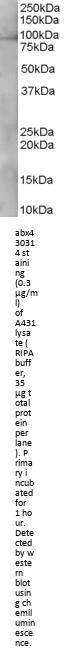 Pre-mRNA-Splicing Factor SYF1 (XAB2) Antibody
