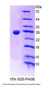 Mouse Grancalcin (GCA) Protein