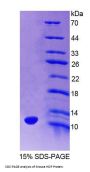 Mouse Homeodomain Only Protein (HOP) Protein