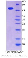 Mouse Inosine Triphosphatase (ITPA) Protein
