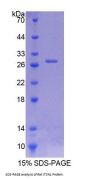 Rat Intersectin 1 (ITSN1) Protein