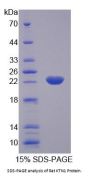 Rat Kinectin 1 (KTN1) Protein