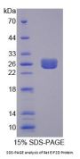 Rat Eukaryotic translation initiation factor 2D (EIF2D) Protein
