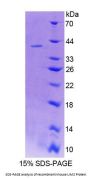 Mouse Lens Intrinsic Membrane Protein 2 (LIM2) Protein