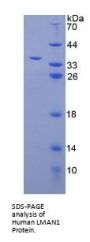 Human Lectin, Mannose Binding 1 (LMAN1) Protein