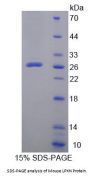 Mouse Leupaxin (LPXN) Protein