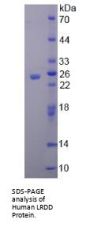 Human Leucine Rich Repeats And Death Domain Containing Protein (LRDD) Protein