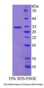 Mouse Leucine Rich Repeats And Death Domain Containing Protein (LRDD) Protein