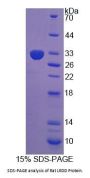 Rat Leucine Rich Repeats And Death Domain Containing Protein (LRDD) Protein