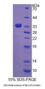 Rat Lymphocyte Specific Protein 1 (LSP1) Protein