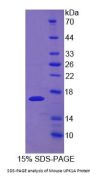 Mouse Uroplakin 1A (UPK1A) Protein