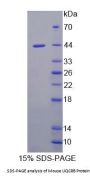 Mouse Ubiquinol Cytochrome C Reductase Binding Protein (UQCRB) Protein