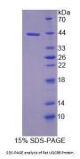 Rat Ubiquinol Cytochrome C Reductase Binding Protein (UQCRB) Protein