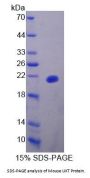 Mouse Ubiquitously Expressed Transcript (UXT) Protein