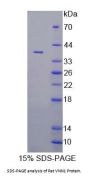 Rat Vanin 1 (VNN1) Protein