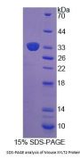 Mouse Xylosyltransferase II (XYLT2) Protein