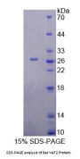 Rat YY1 Associated Factor 2 (YAF2) Protein