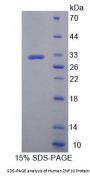 Human Zinc Finger Protein 10 (ZNF10) Protein