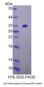 Mouse Zuotin Related Factor 1 (ZRF1) Protein