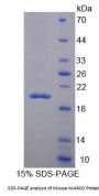 Mouse Macrophage Receptor MARCO (MARCO) Protein