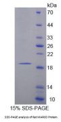 Rat Macrophage Receptor MARCO (MARCO) Protein