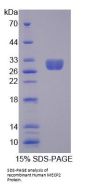 Human Methyl CpG Binding Protein 2 (MECP2) Protein