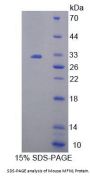 Mouse Mitofusin 1 (MFN1) Protein