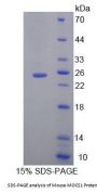 Mouse Molybdenum Cofactor Synthesis 1 (MOCS1) Protein