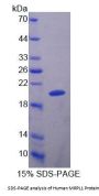 Human Mitochondrial Ribosomal Protein L1 (MRPL1) Protein