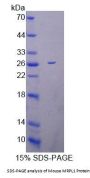 Mouse Mitochondrial Ribosomal Protein L1 (MRPL1) Protein
