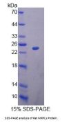 Rat Mitochondrial Ribosomal Protein L1 (MRPL1) Protein