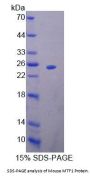 Mouse Metal Regulatory Transcription Factor 1 (MTF1) Protein