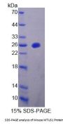 Mouse Mitochondrial Tumor Suppressor 1 (MTUS1) Protein