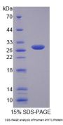 Human Myelin Transcription Factor 1 (MYT1) Protein